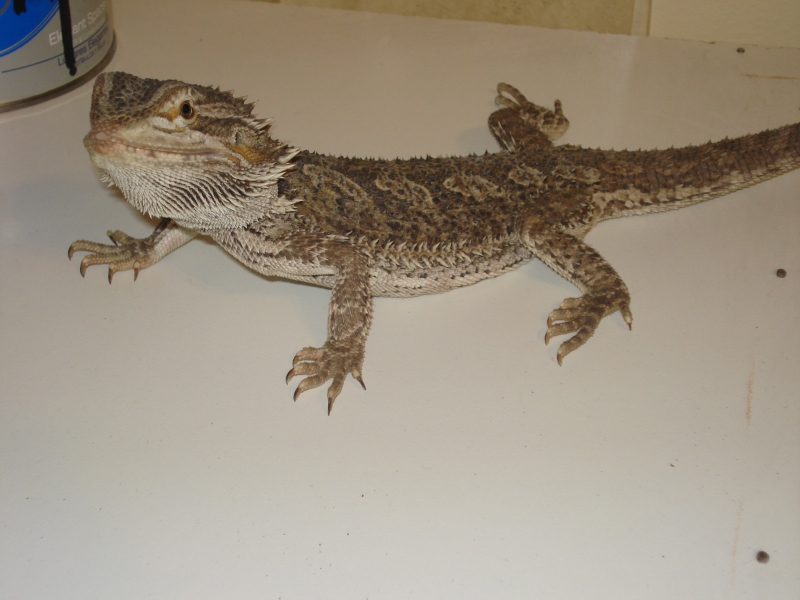 babybeardies015