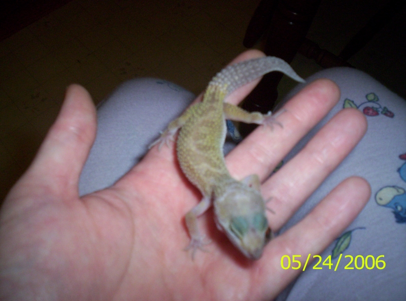 babygec
