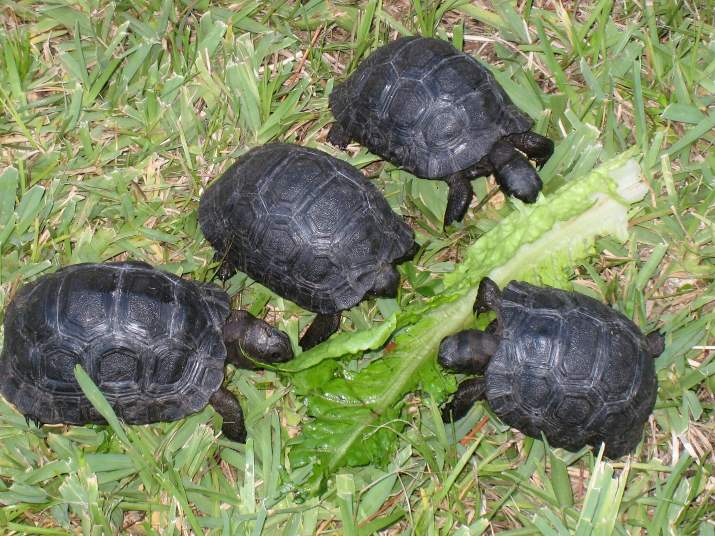 babys eating