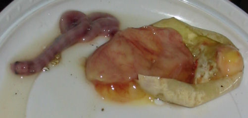 badeggpic3