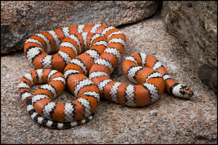 Baja Mountain Kingsnake