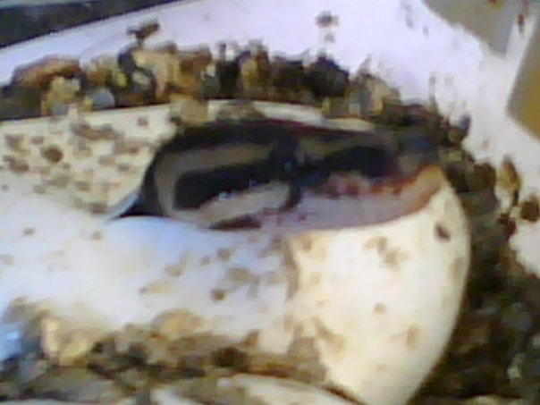 Ball Hatching