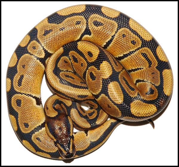 Ball Python # 10 F/S