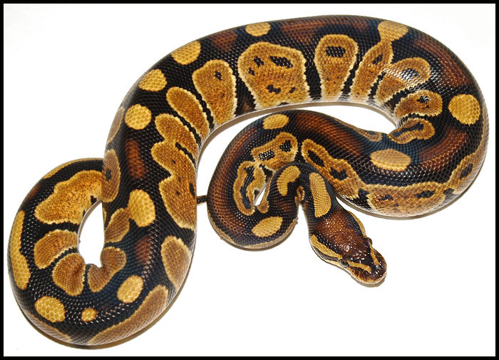 Ball Python # 14 F/S