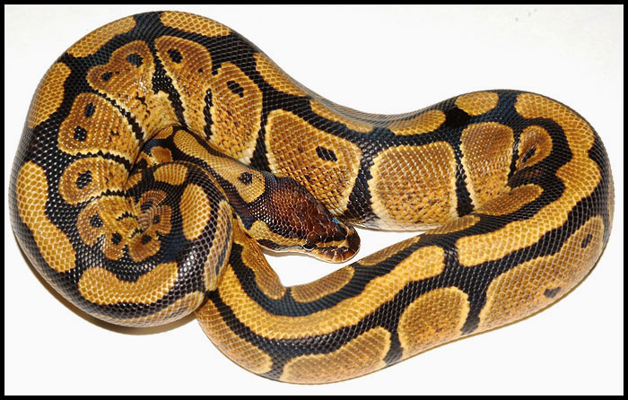 Ball Python # 15 F/S