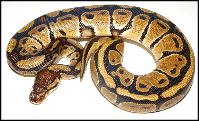 Ball Python # 19 F/S