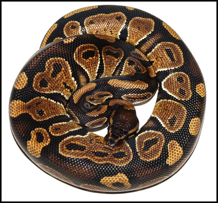 Ball Python # 21 F/S
