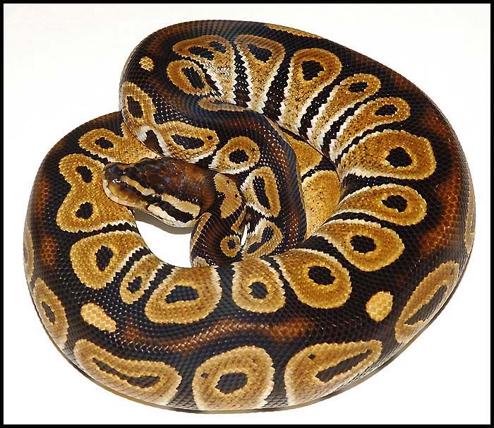 Ball Python # 3 F/S