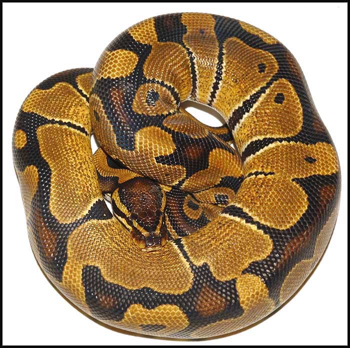 Ball Python # 9 F/S
