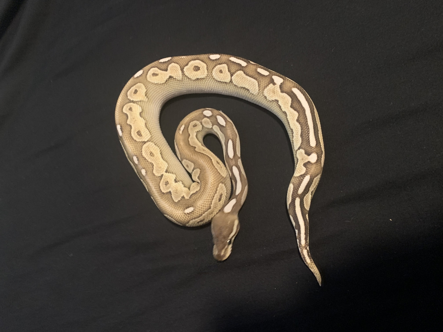 Ball python for sale