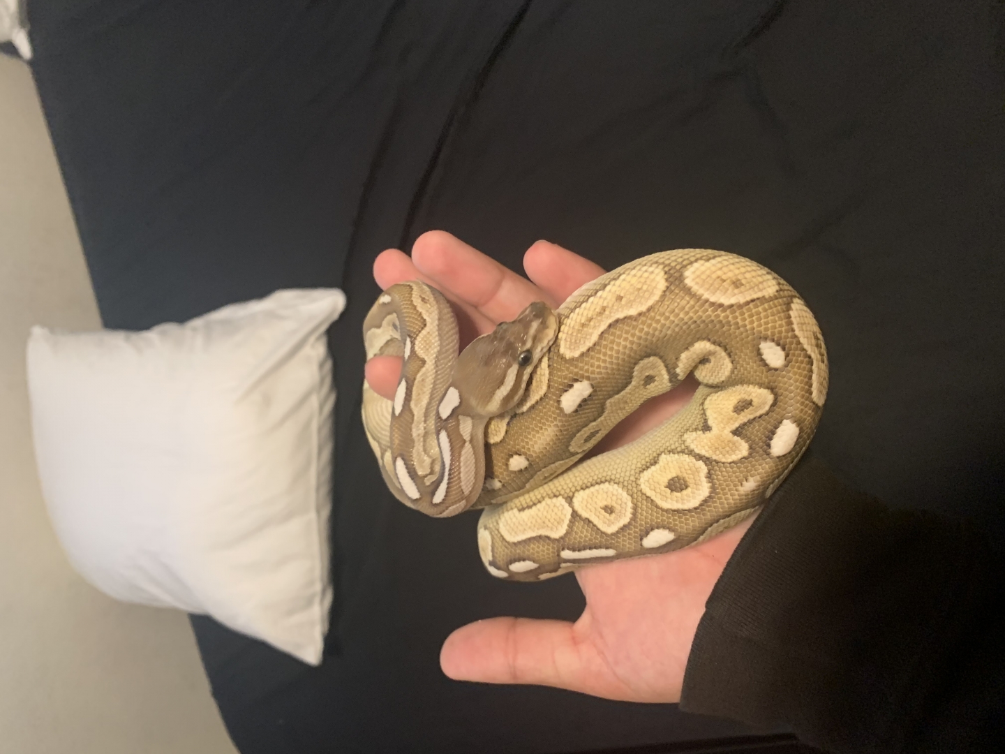 Ball python for sale