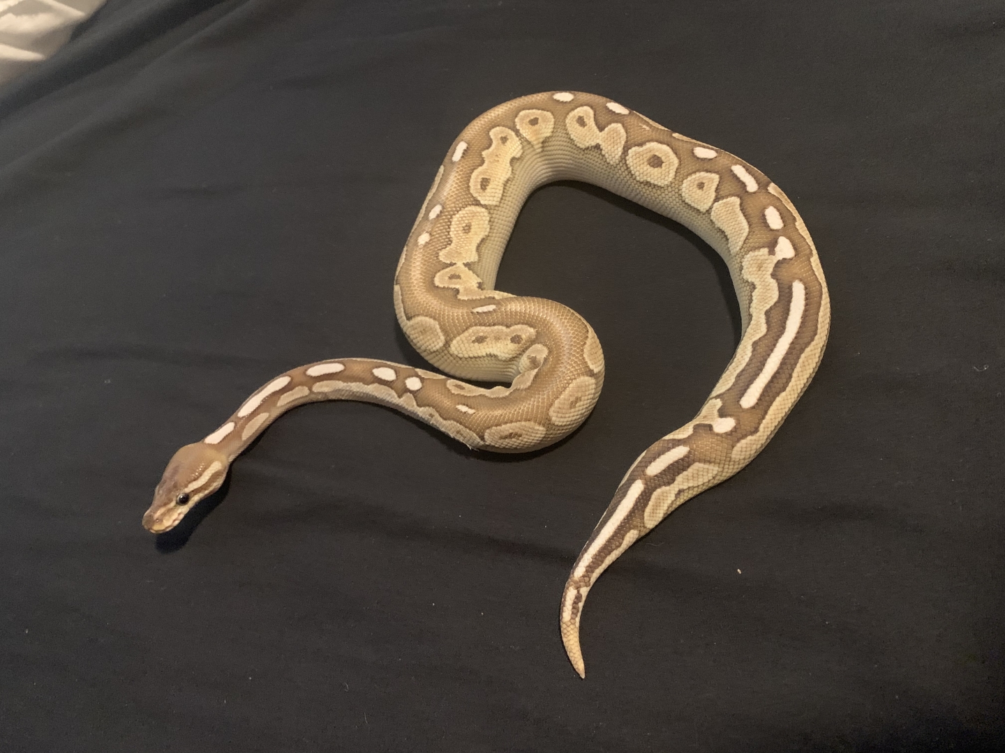 Ball python for sale