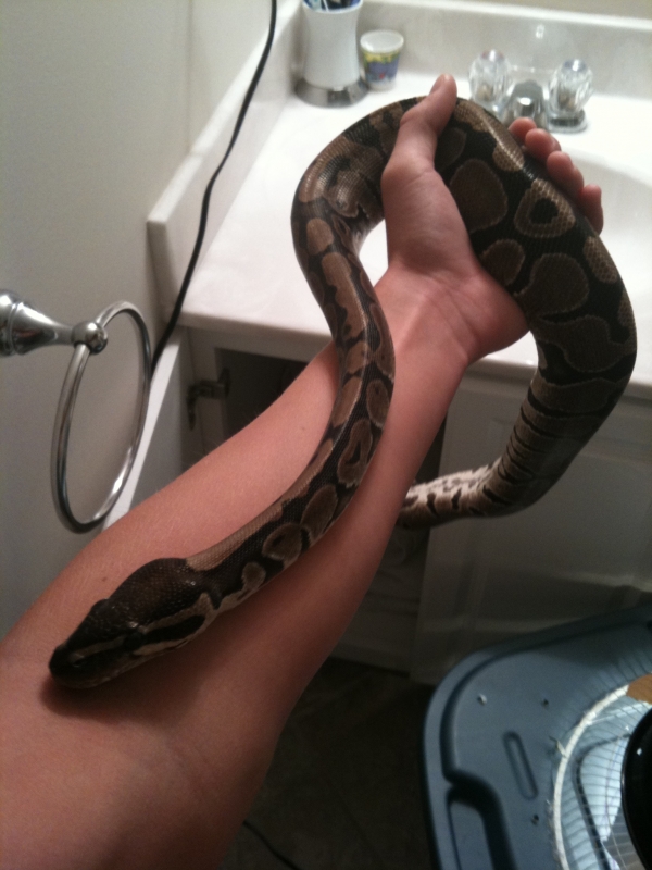 ball python