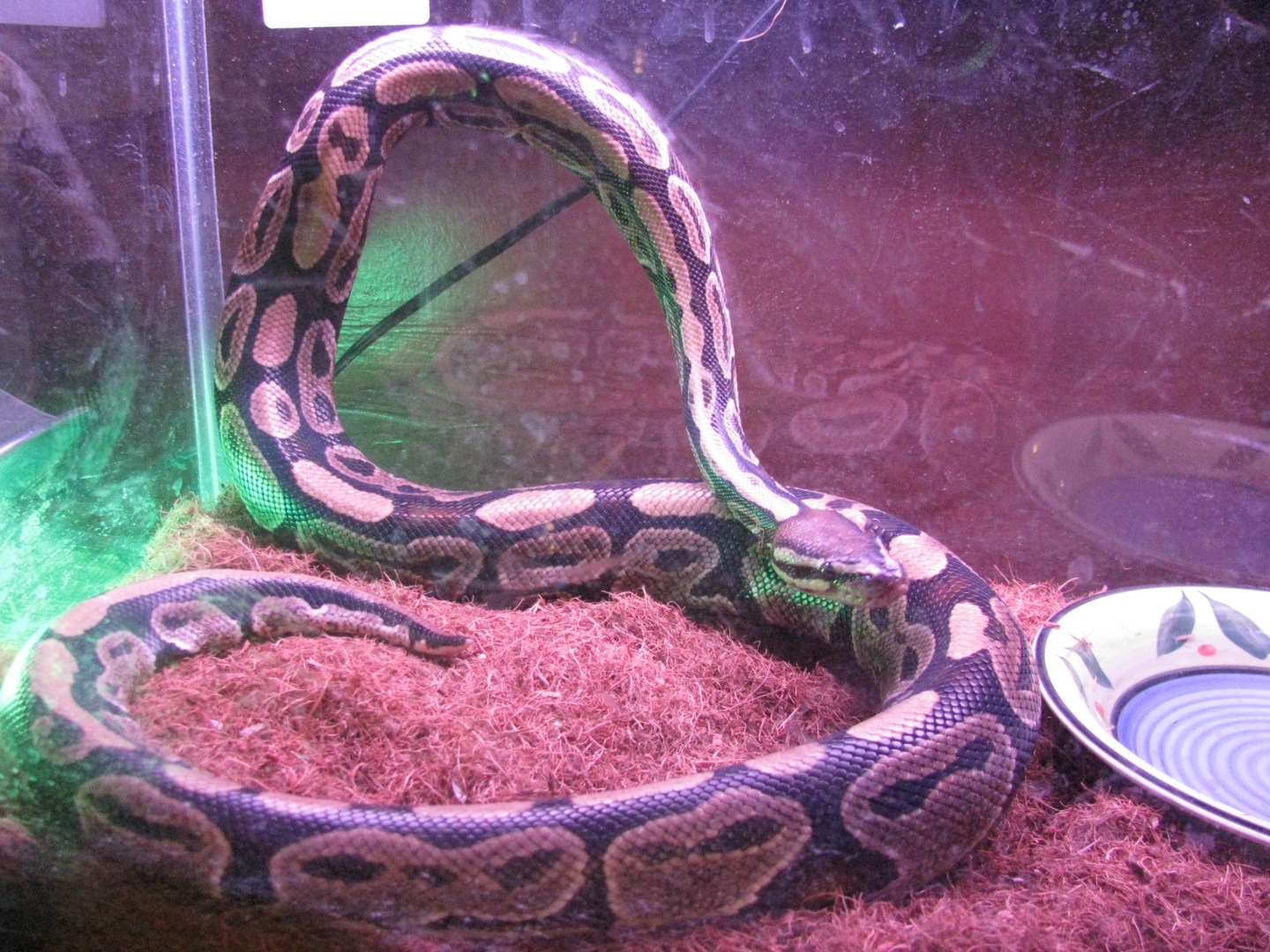ball python