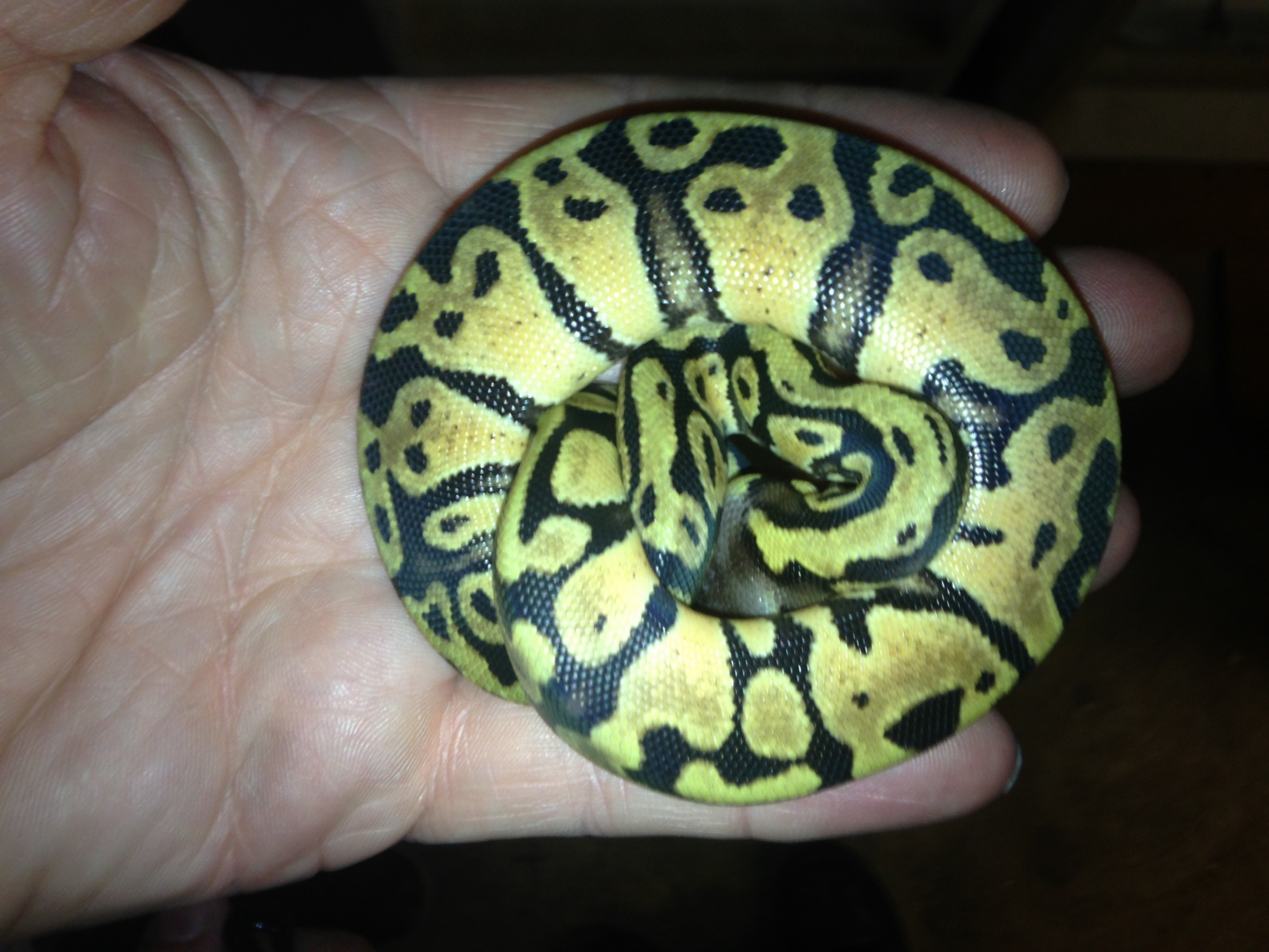 Ball Python