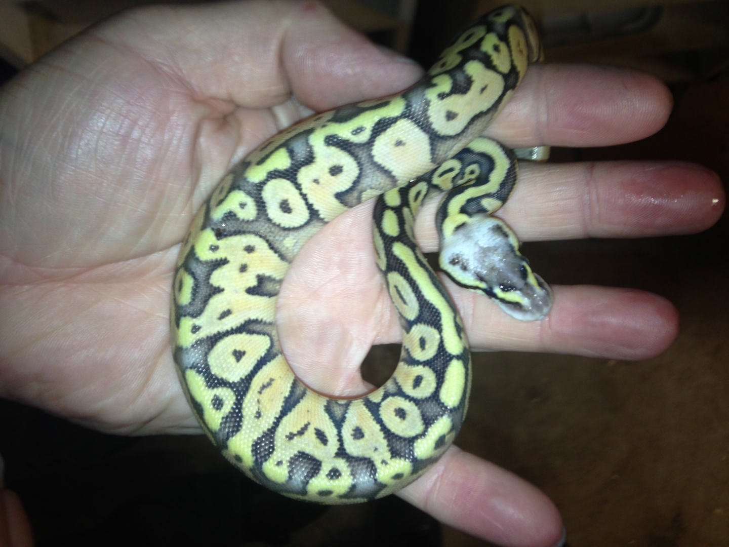 Ball Python