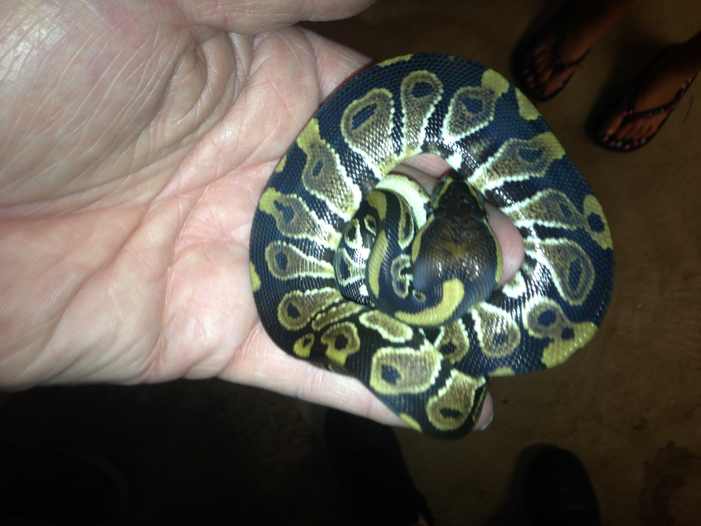 Ball Python