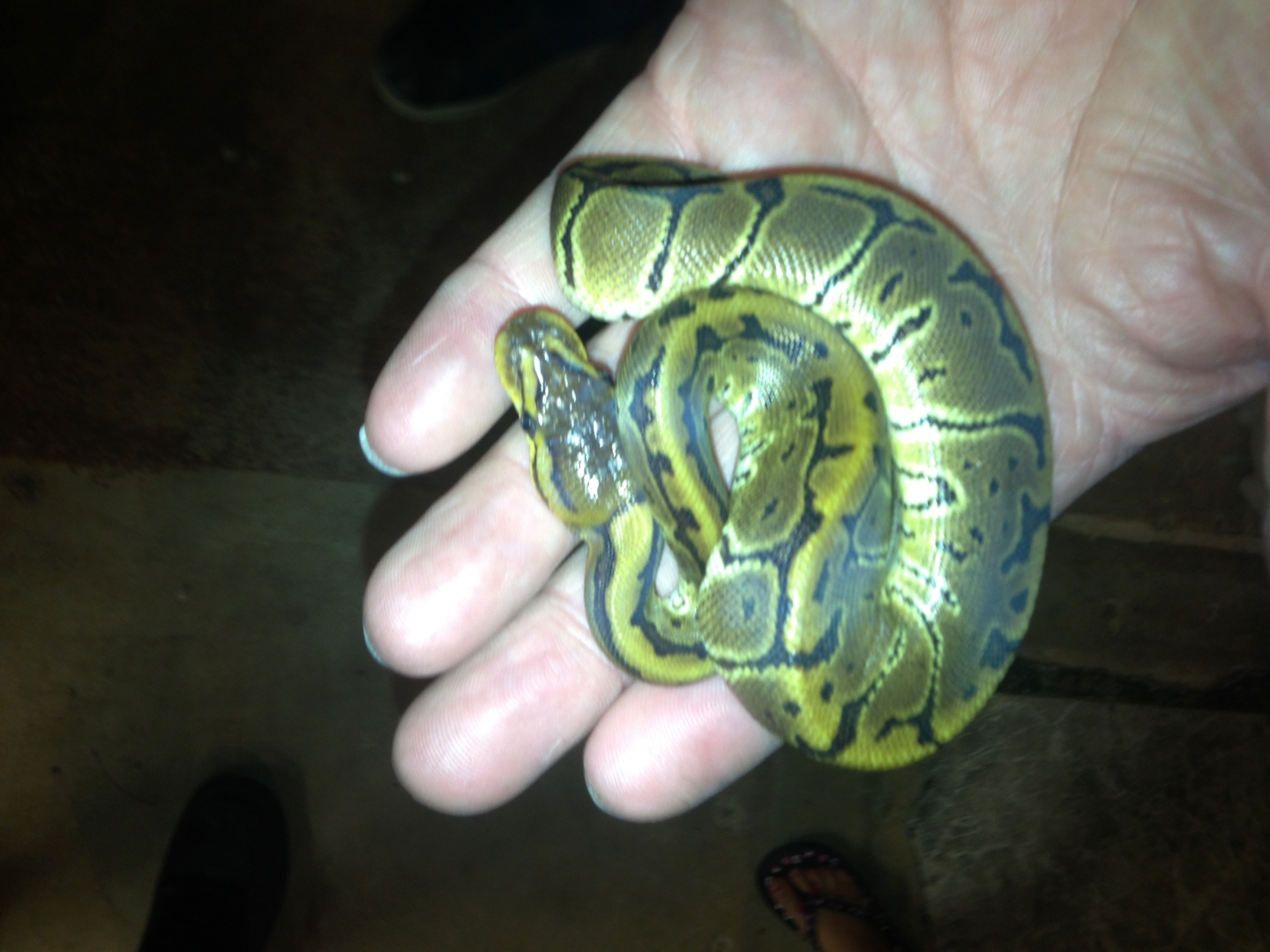 Ball Python