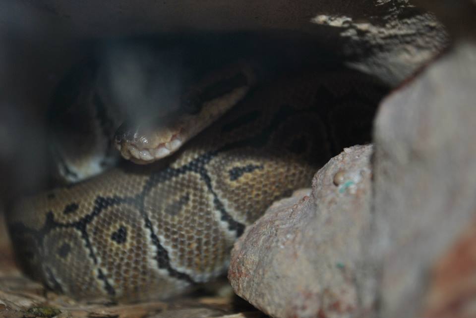 Ball Python