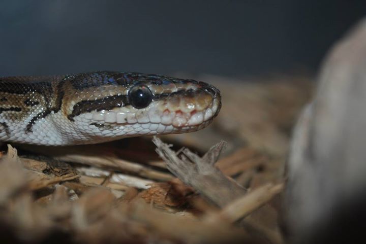 Ball Python
