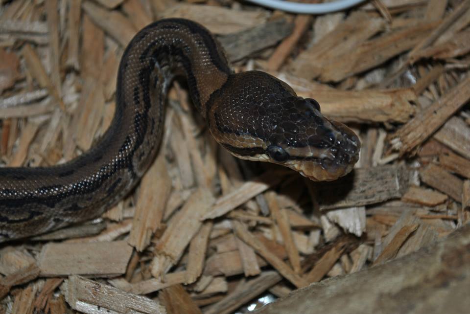 Ball Python