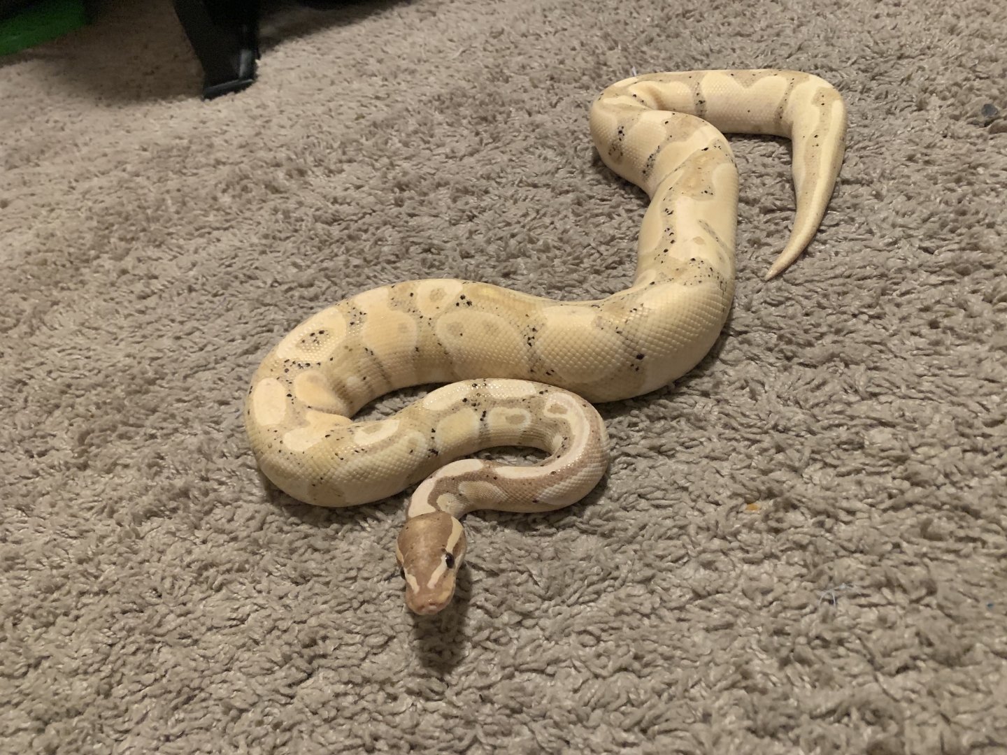 Ball python