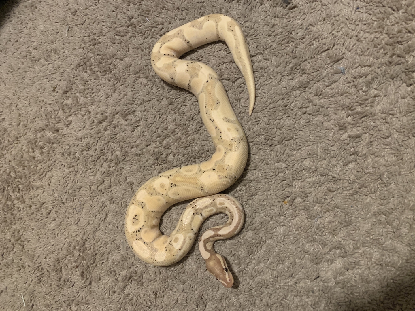 Ball python