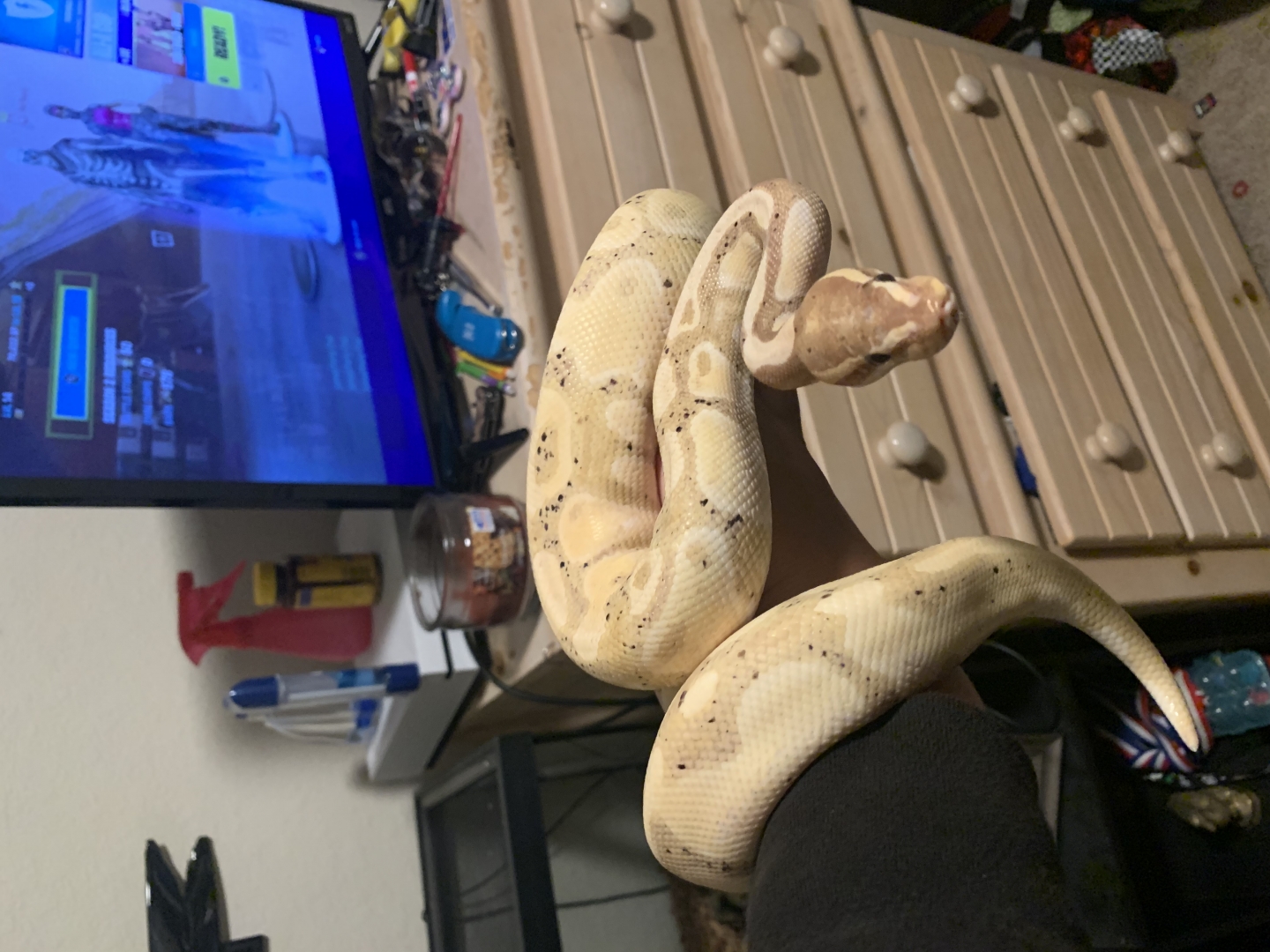 Ball python