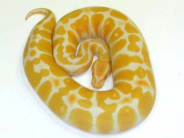 Ball Python