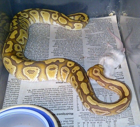 Ball Pythons