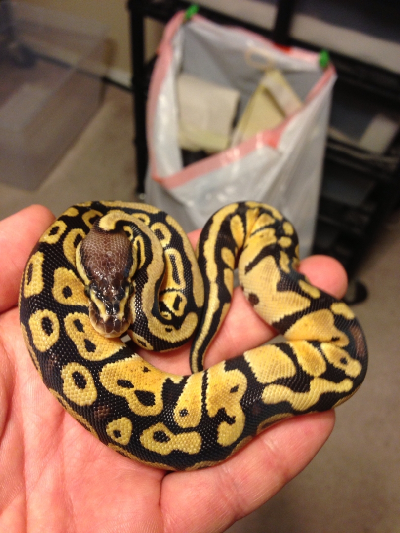 Ball Pythons