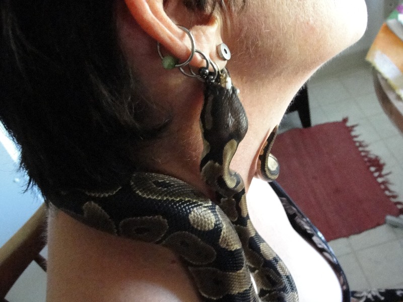 Ball Pythons