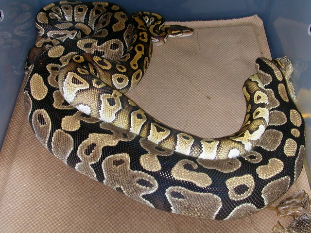 Ball Pythons