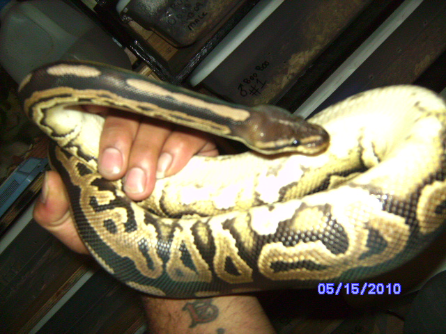 ball_python_morphs_013