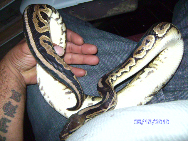 ball_python_morphs_014