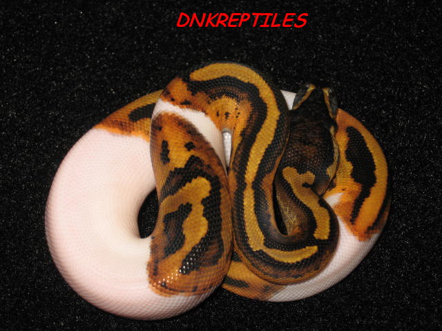 Ball_Pythons_416