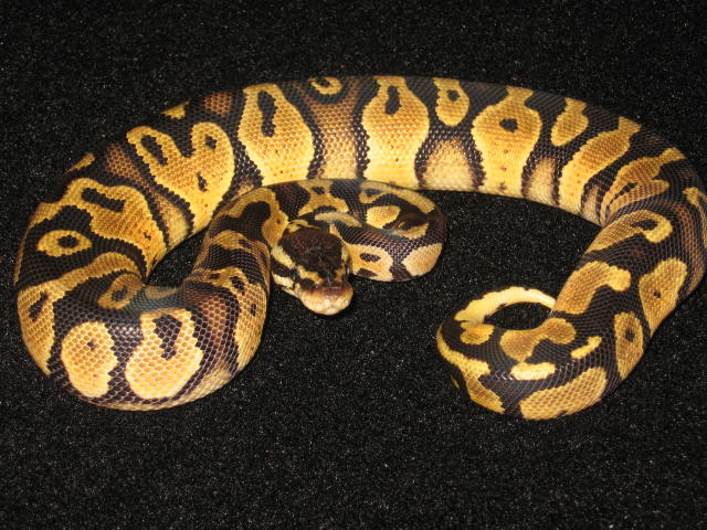Ball_Pythons_429