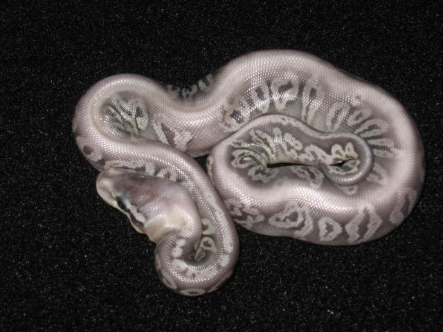 Ball_pythons_467