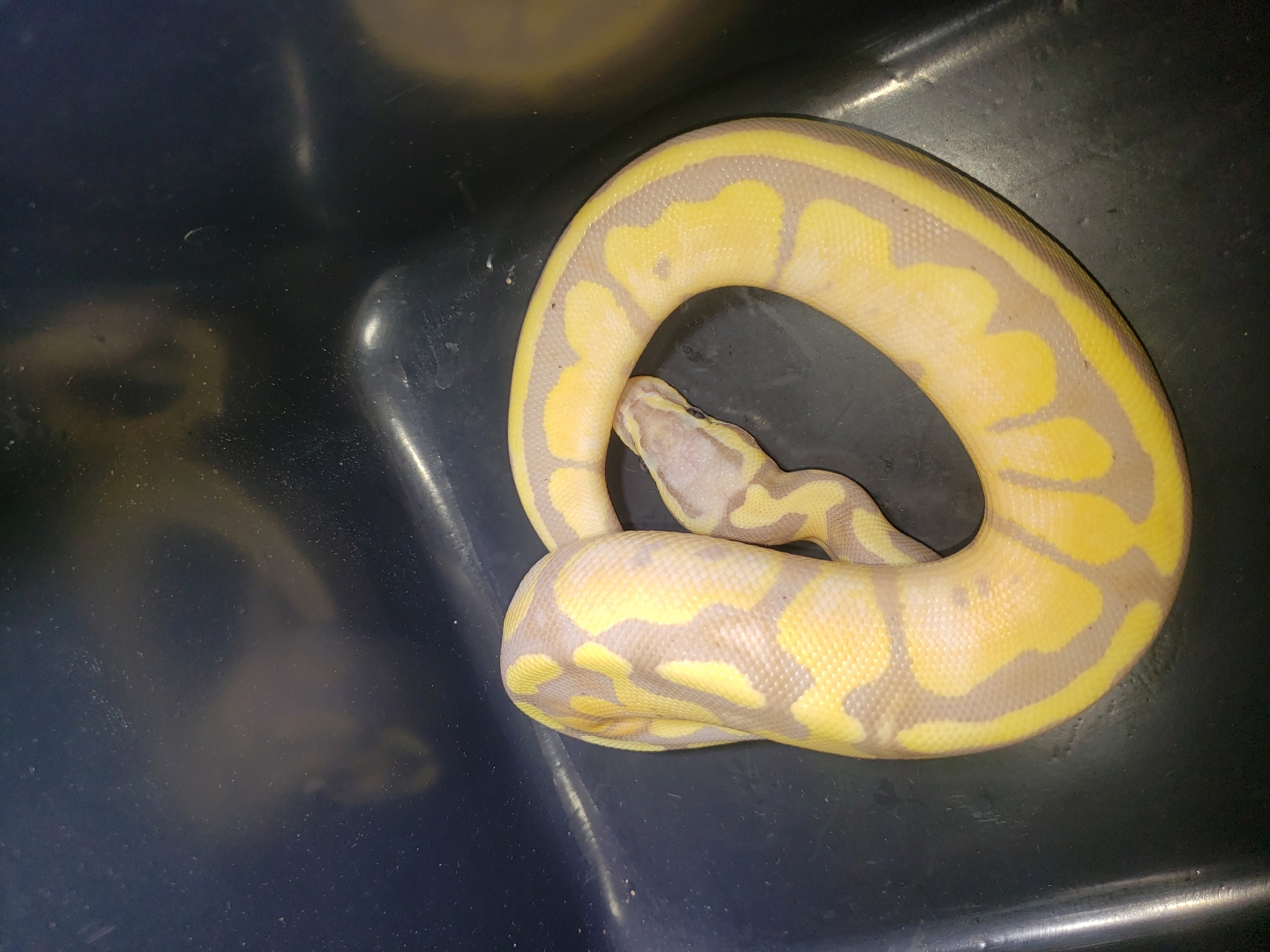 Banana bumblebee plus het pied male