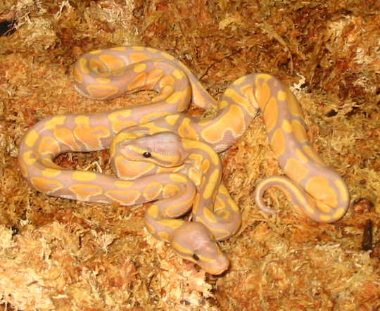 banana pastel and banana