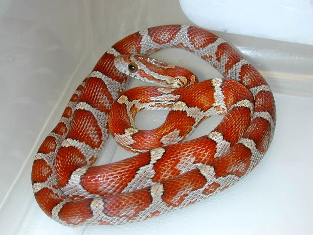 banded/milk snake phase