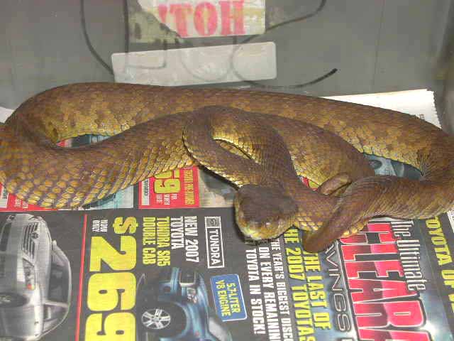 Banded Pit Viper (T. fasciatus)