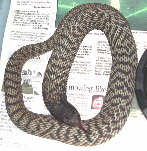 Banded Rinkhals