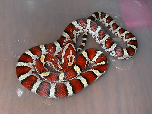 banded