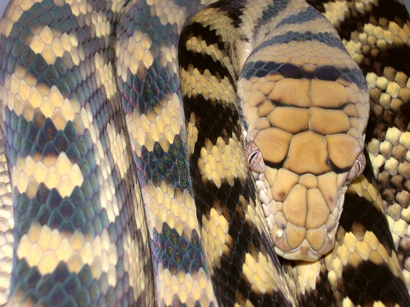 Barneck Scrub Python
