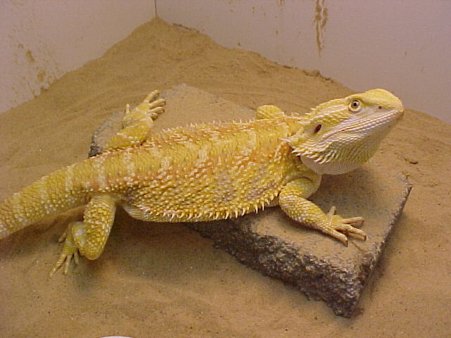 Barney
