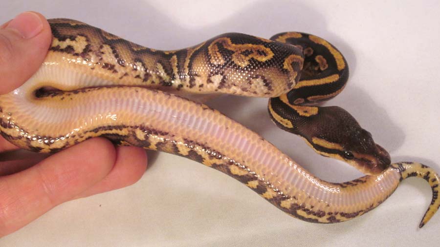 Barnhart Black Pastel YB Belly