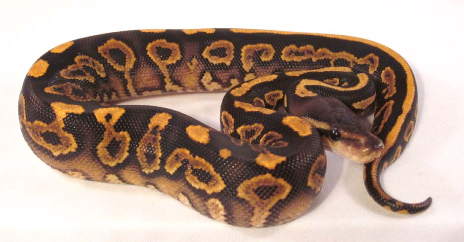 Barnhart Black Pastel YB