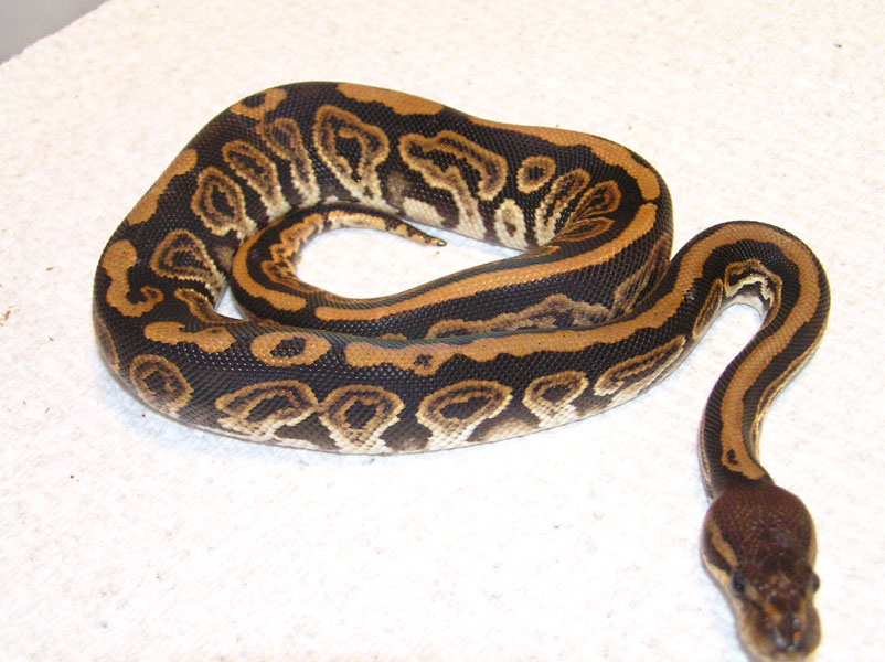 Barnhart black pastel
