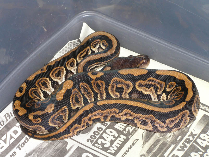 Barnhart black pastel